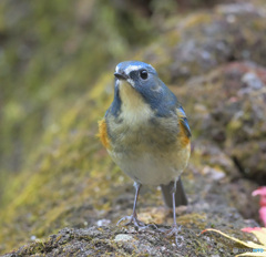 ふさふさルリビタキ