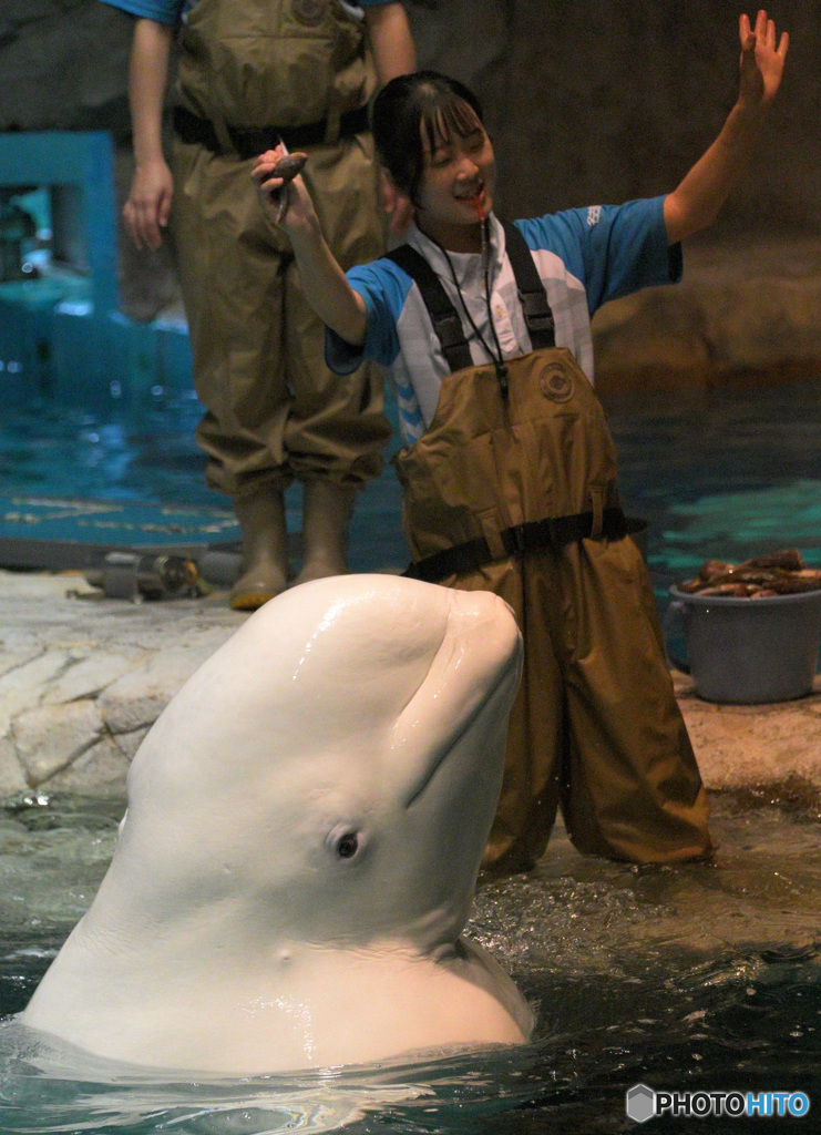 ベルーガとお姉さん