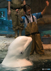 ベルーガとお姉さん