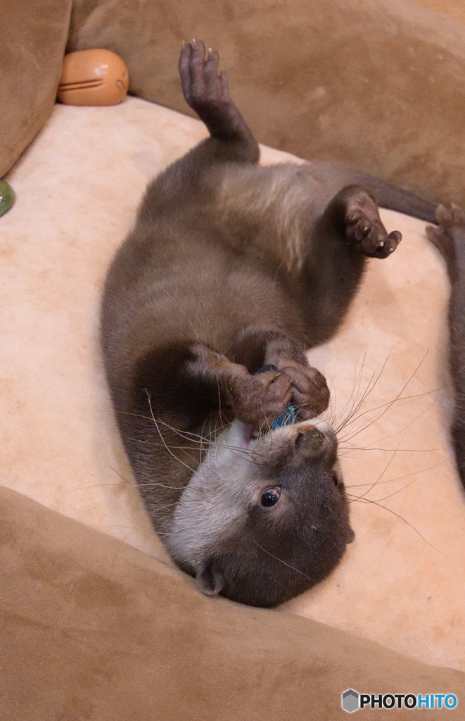 ヤンチャ盛り