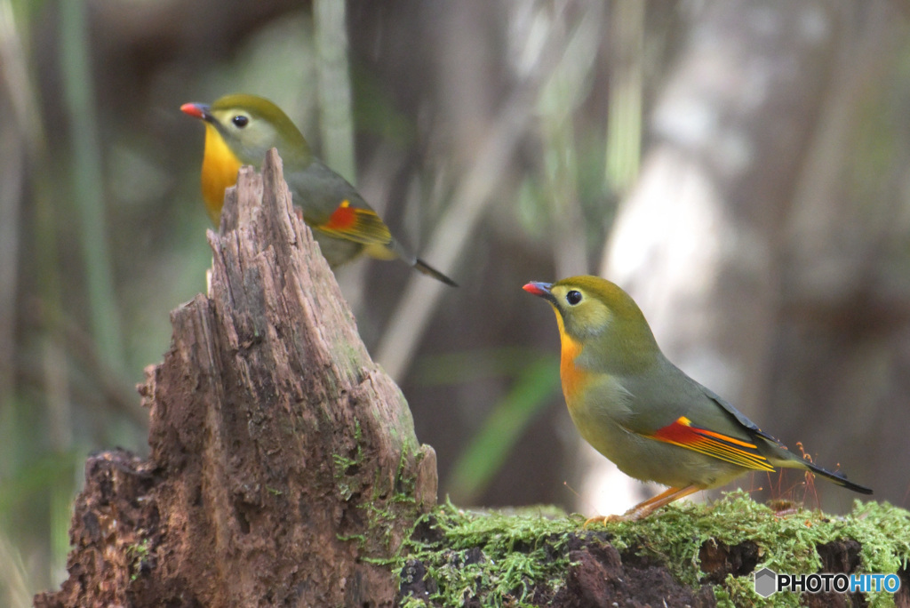 新年のソウシチョウ