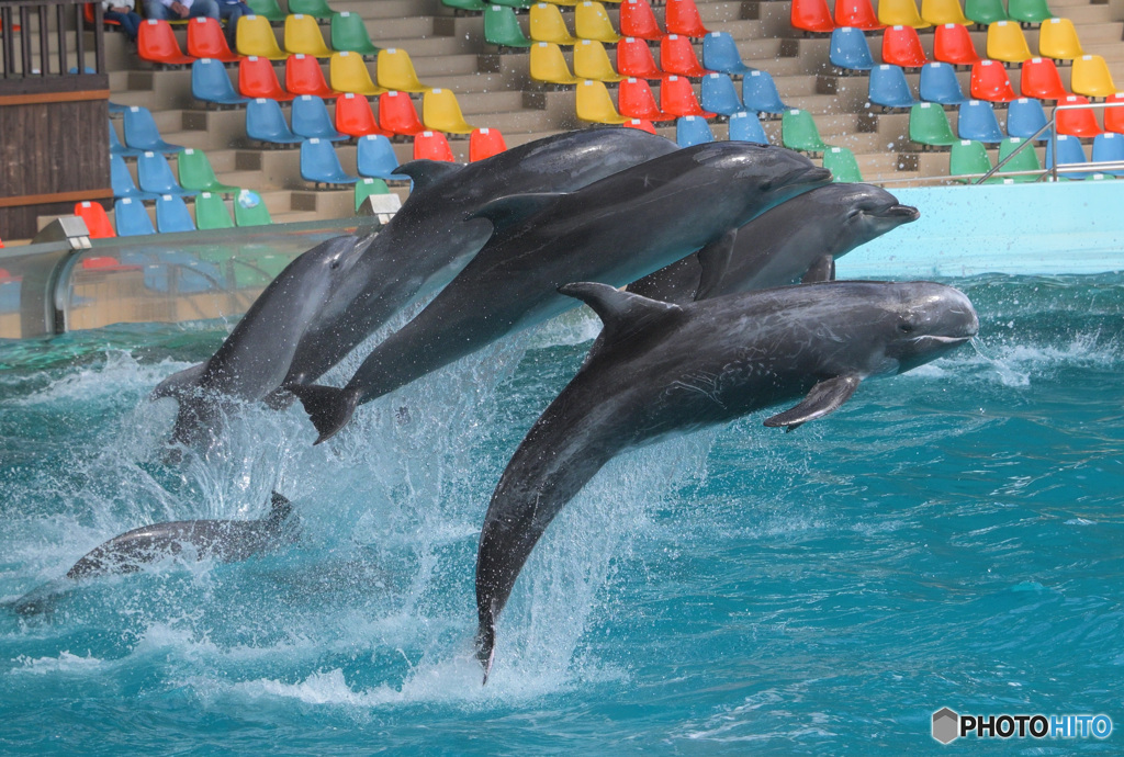 イルカショーの一コマ②