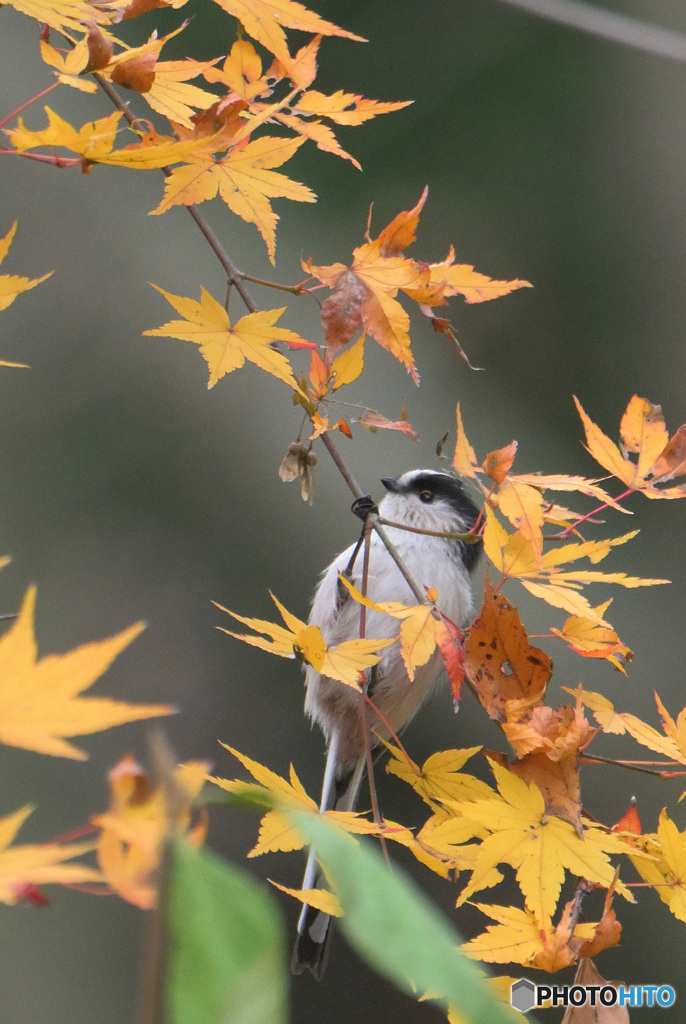 紅葉にエナガさん