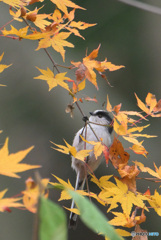 紅葉にエナガさん