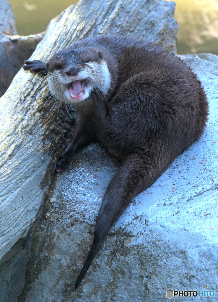 かい～の