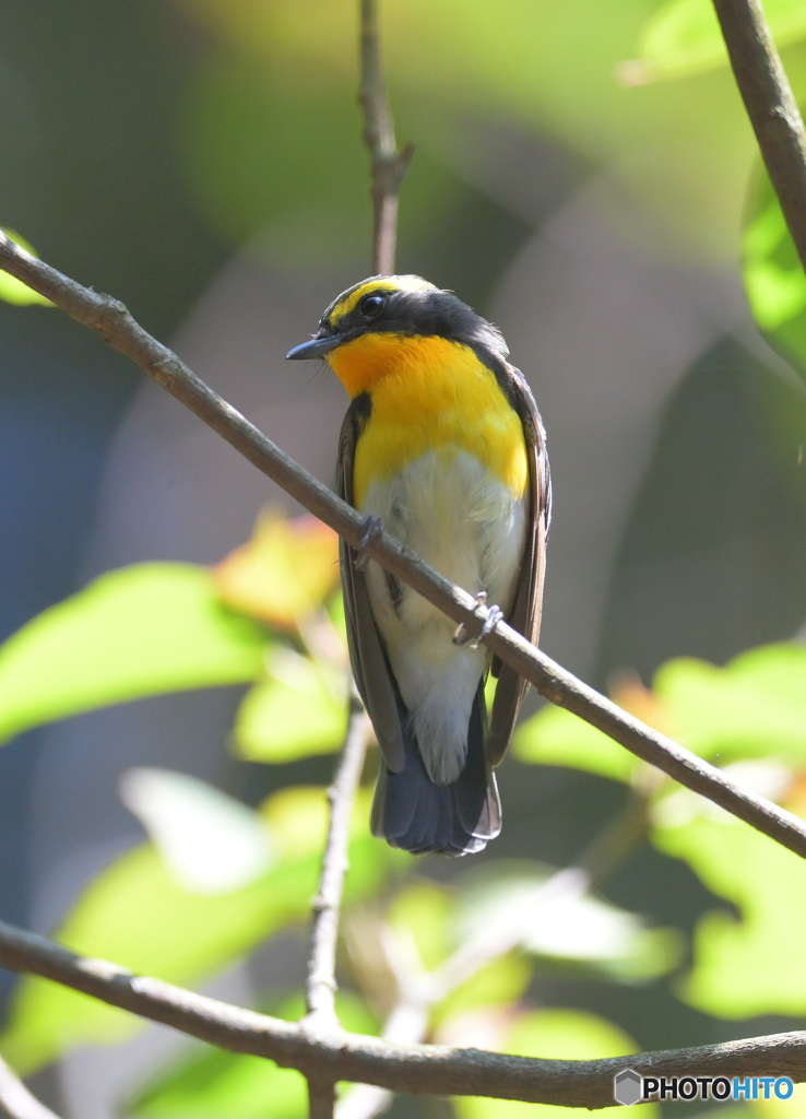 キビタキ君2024④