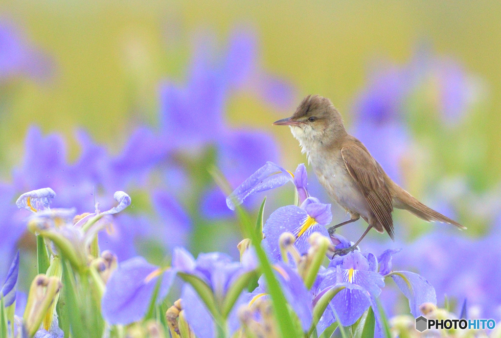 菖蒲にオオヨシキリ㊶