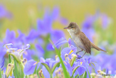 菖蒲にオオヨシキリ㊶