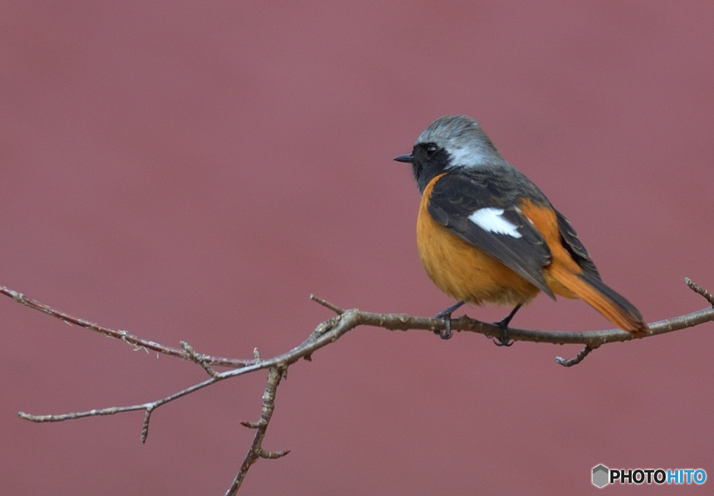 ２月のジョウビタキ君