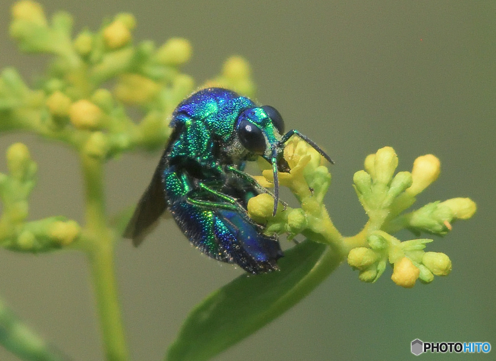 オオセイボウ2024②