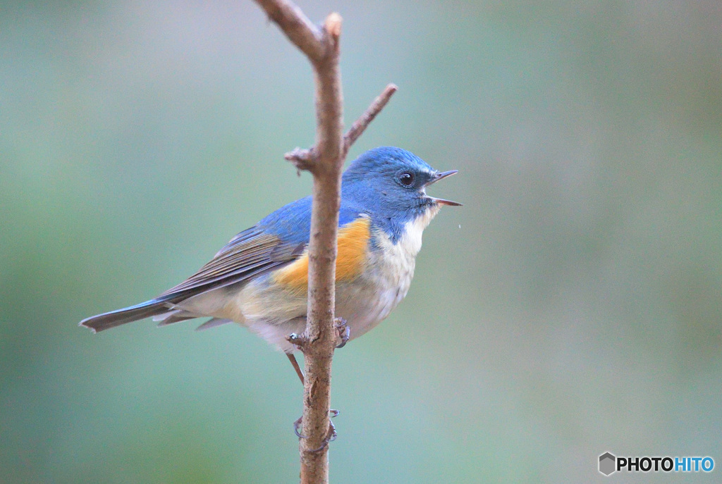 元気に囀るルリビタキ君