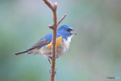 元気に囀るルリビタキ君