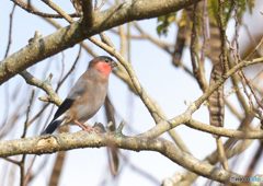 出会い頭のウソ