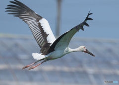 コウノトリの飛翔