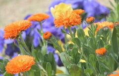 春の花壇よりⅡ