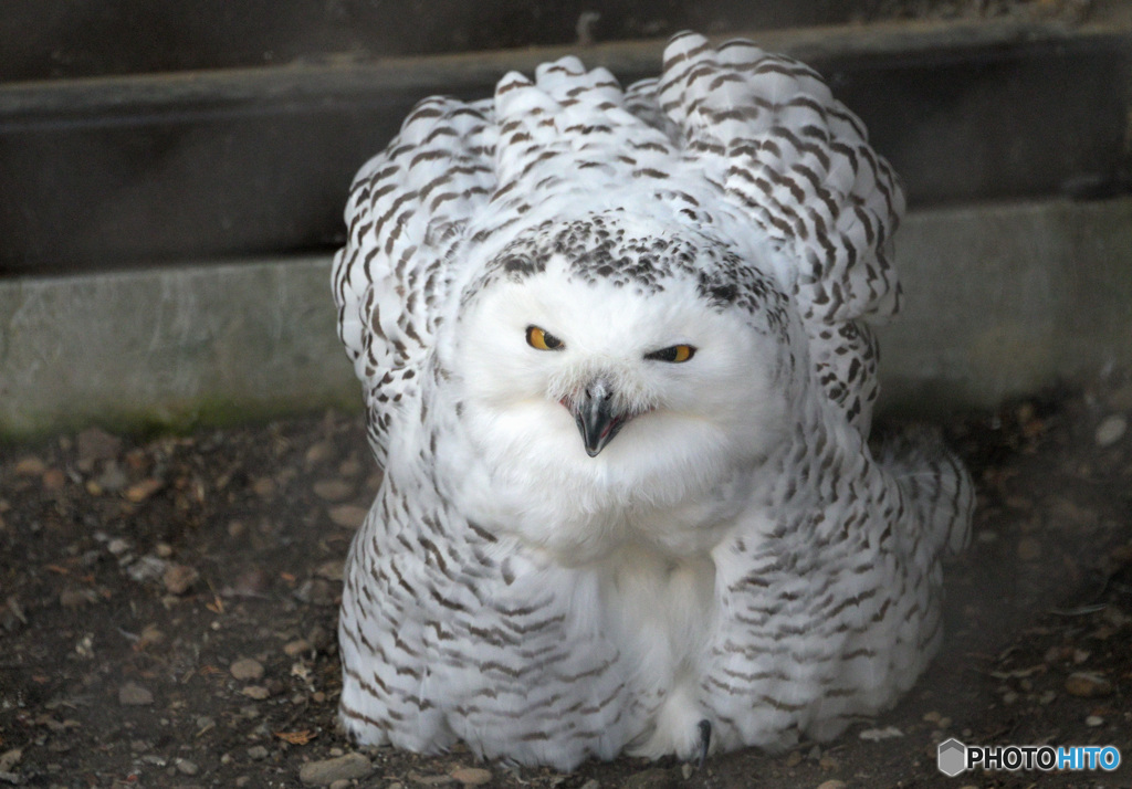 なんだこの野郎