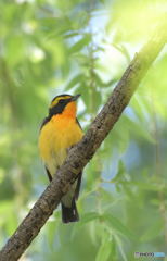 キビタキさんⅡ