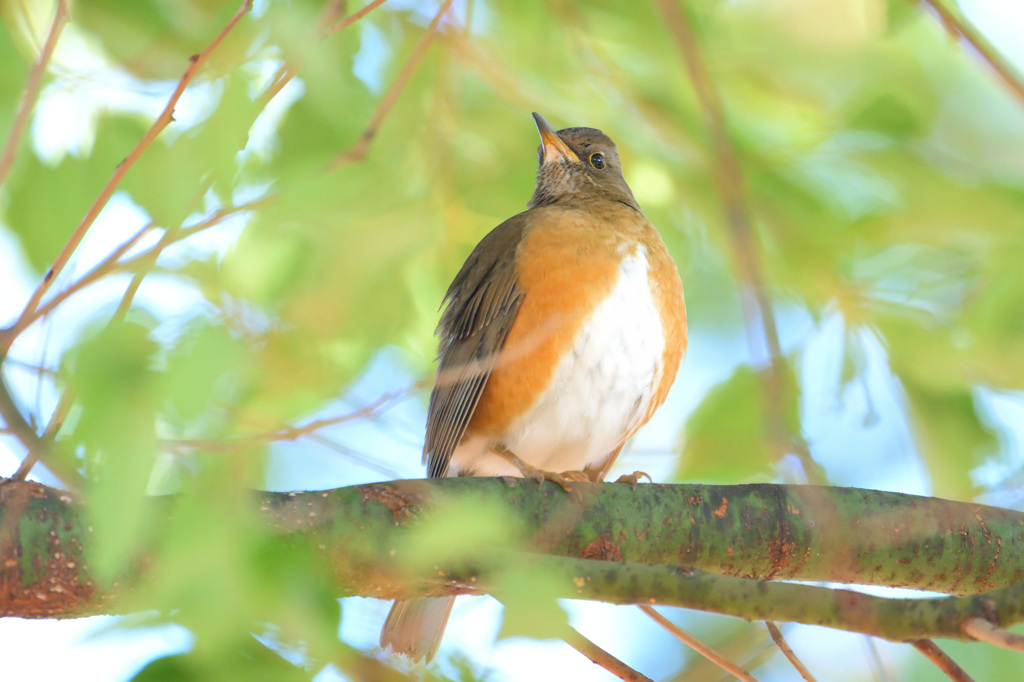 在庫のアカハラさん