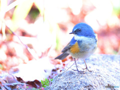 こちらを品定め？