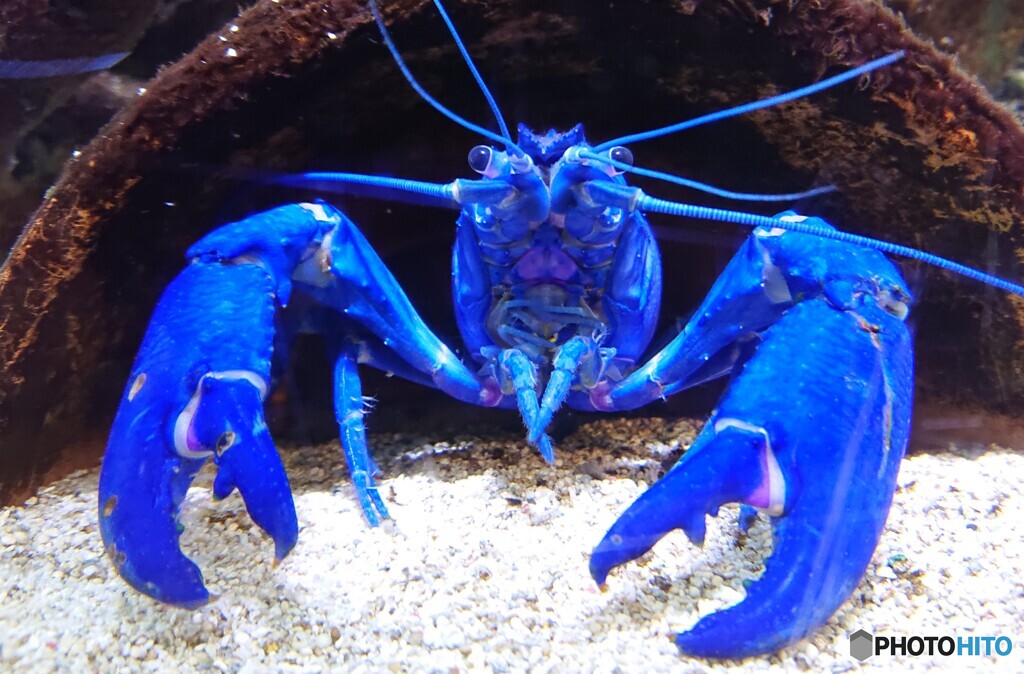 青いのにマロン