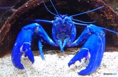 青いのにマロン