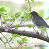 桜にクロツグミ