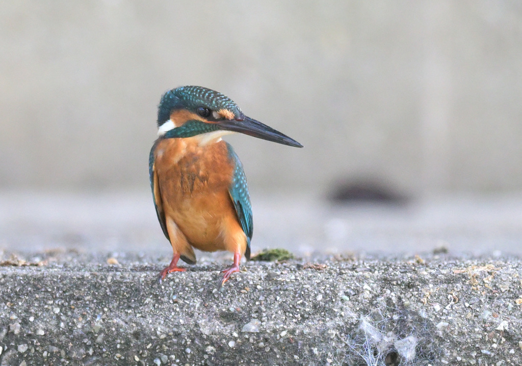 真夏のカワセミ