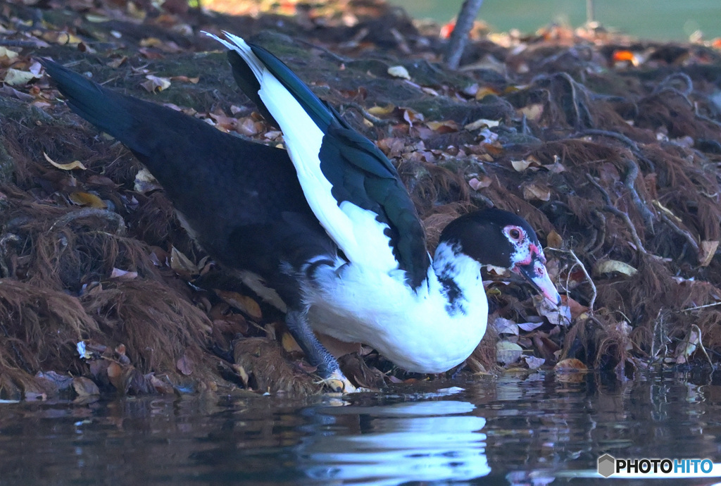 迷鳥バリケン⑤