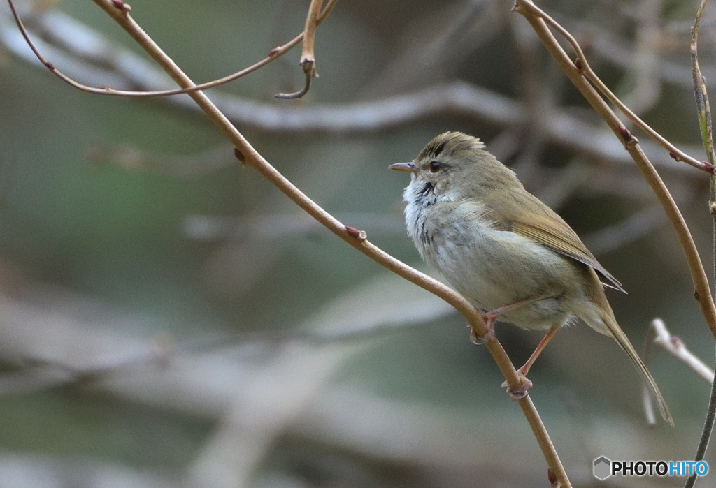 昨日のウグイス