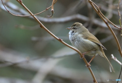 昨日のウグイス