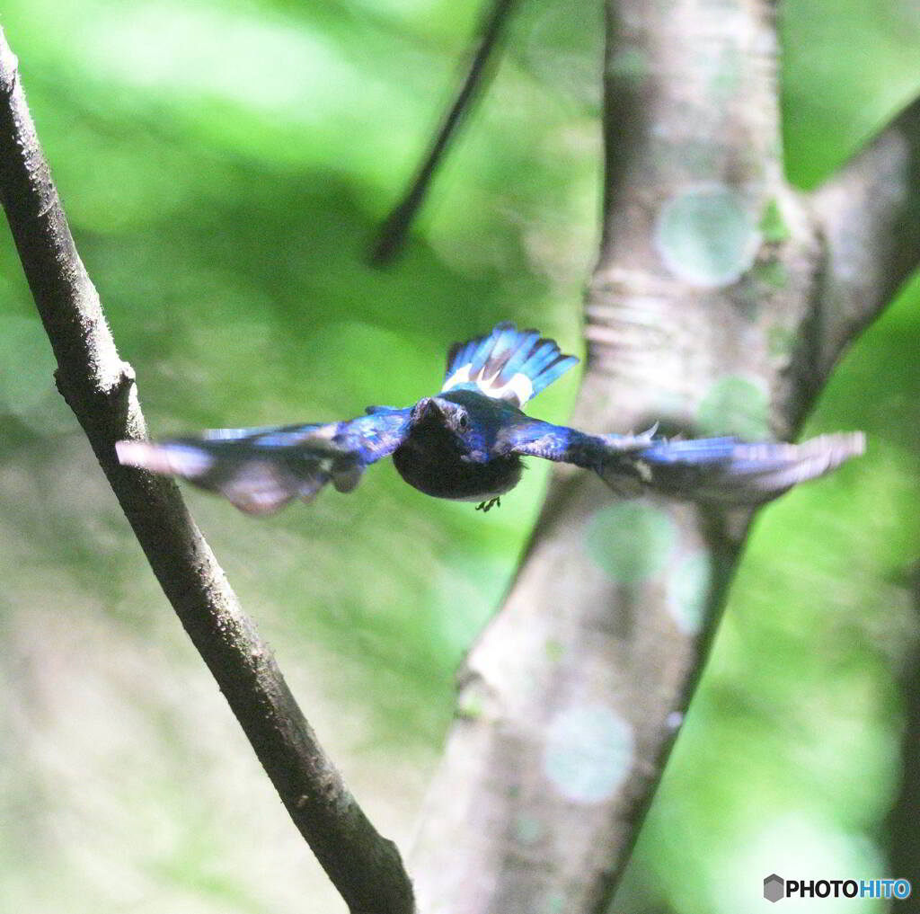 オオルリの飛び出し