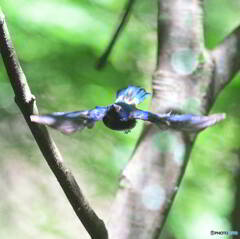 オオルリの飛び出し