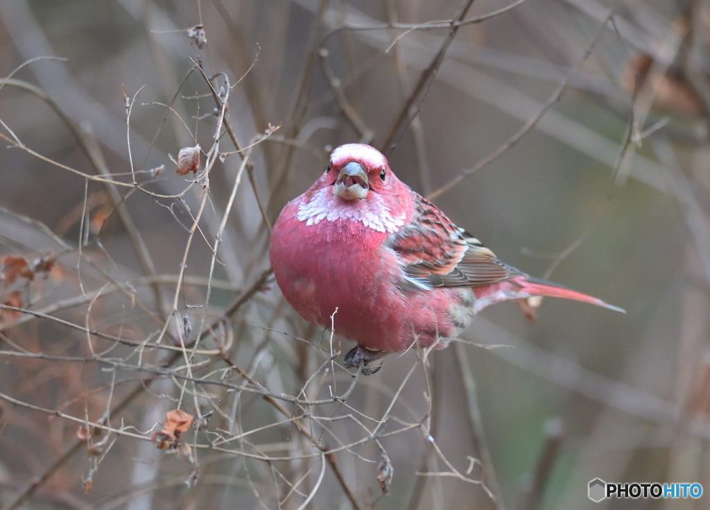 オオマシコ君のベロ