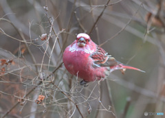 オオマシコ君のベロ