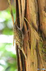 初めてのキバシリ