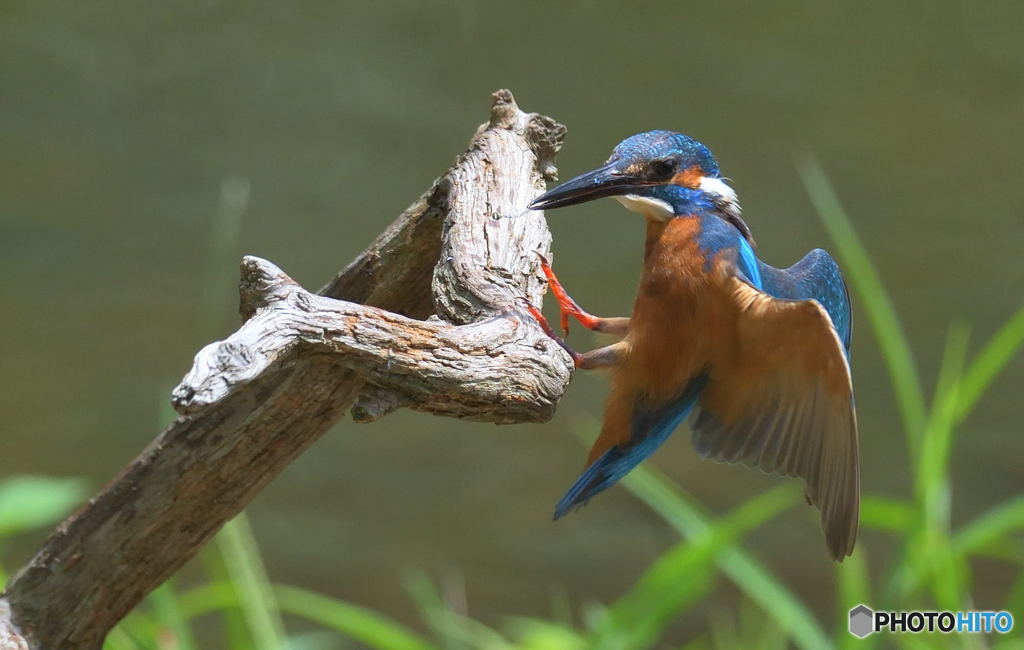 カメラ目線でタッチダウン！