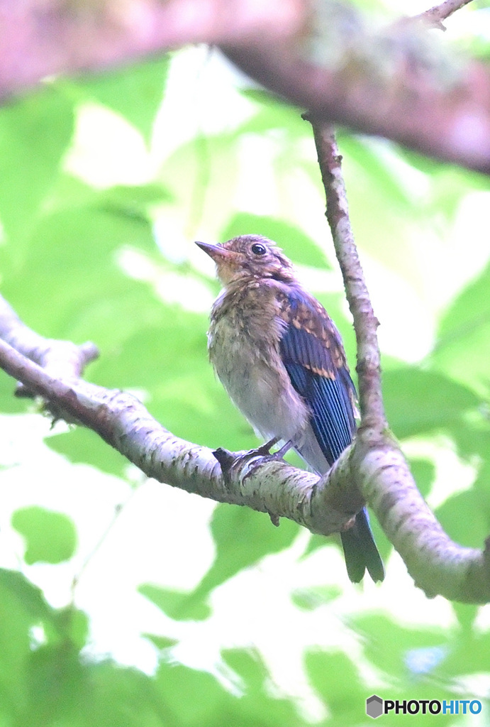 7月のオオルリ若