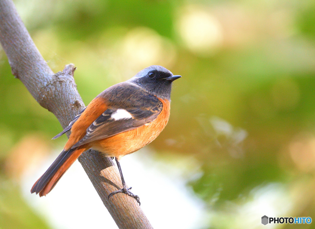 見返りジョビオ君