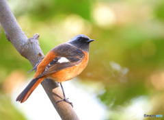 見返りジョビオ君