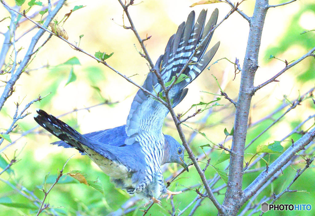 青ツツドリの飛び出し②