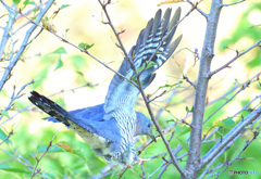 青ツツドリの飛び出し②