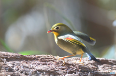 元気なソウシチョウⅢ