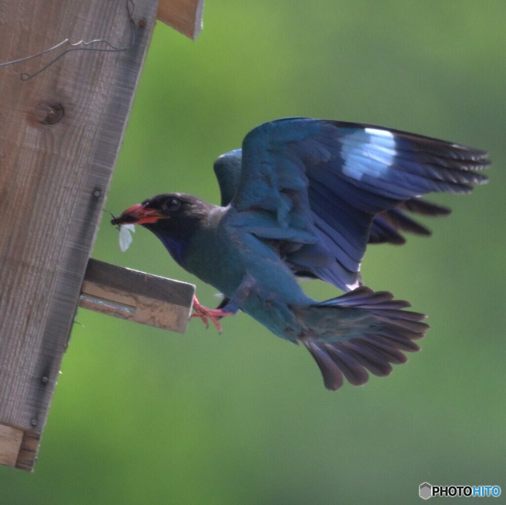 7月のブッポウソウ㉙