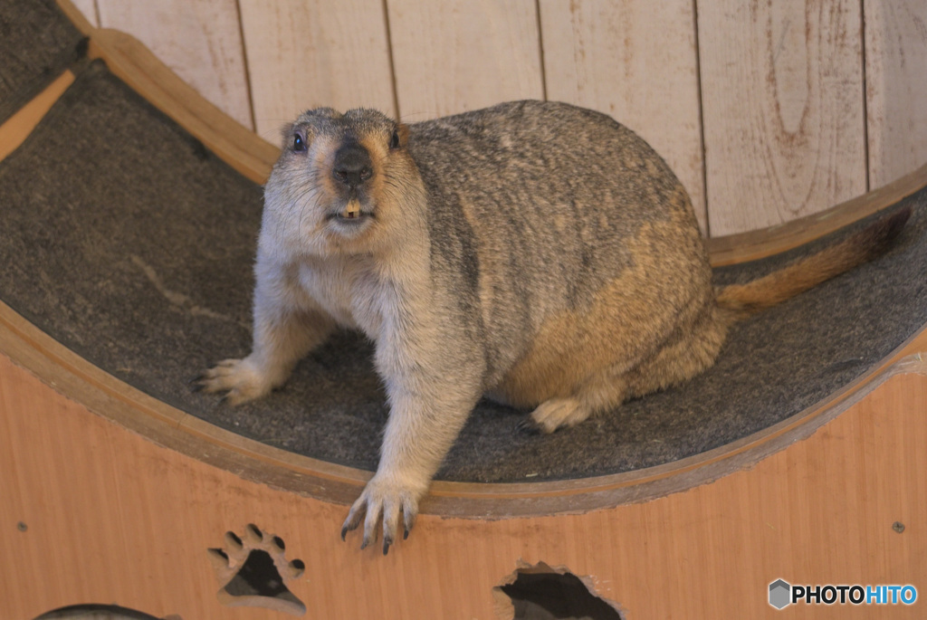 マーモットさん②