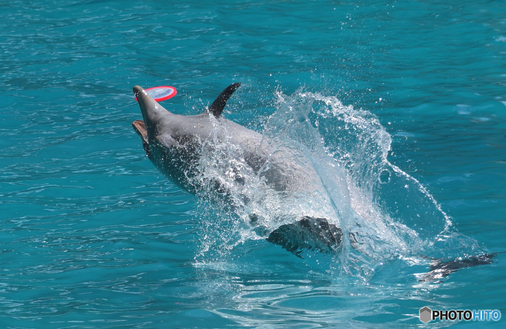 フリスビーキャッチ