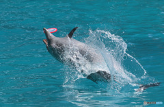 フリスビーキャッチ