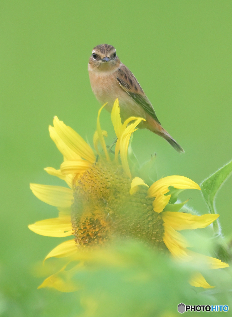 向日葵にノビタキ⑦