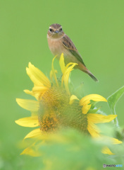 向日葵にノビタキ⑦