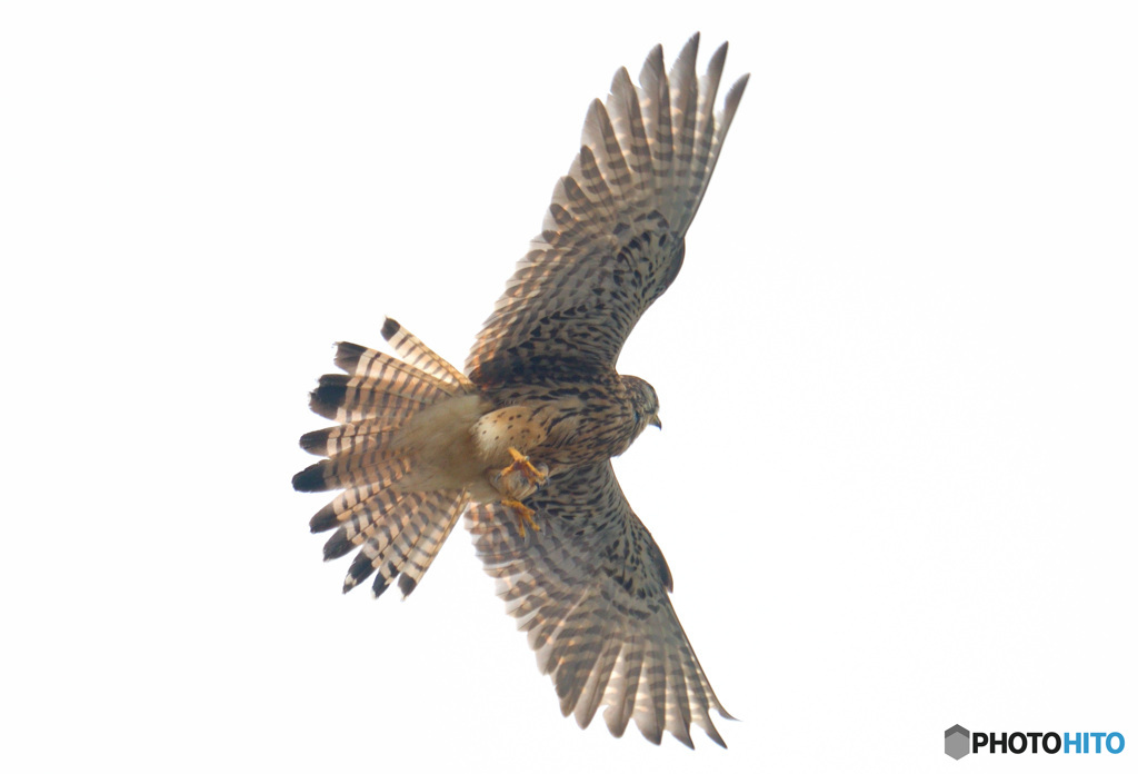 頭上のチョウゲンボウ