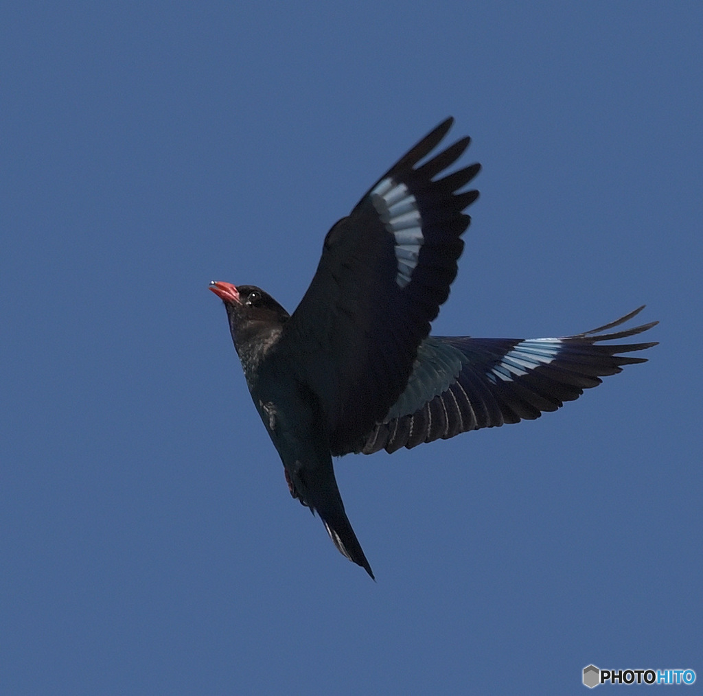 ７月のブッポウソウ⑨